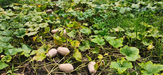 bb贝博棋牌:「杜邦」-杜邦实时新闻相关资讯-盖世轿车