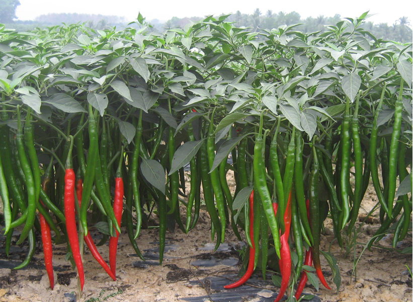 贝博西甲bb:主题活动Word模板